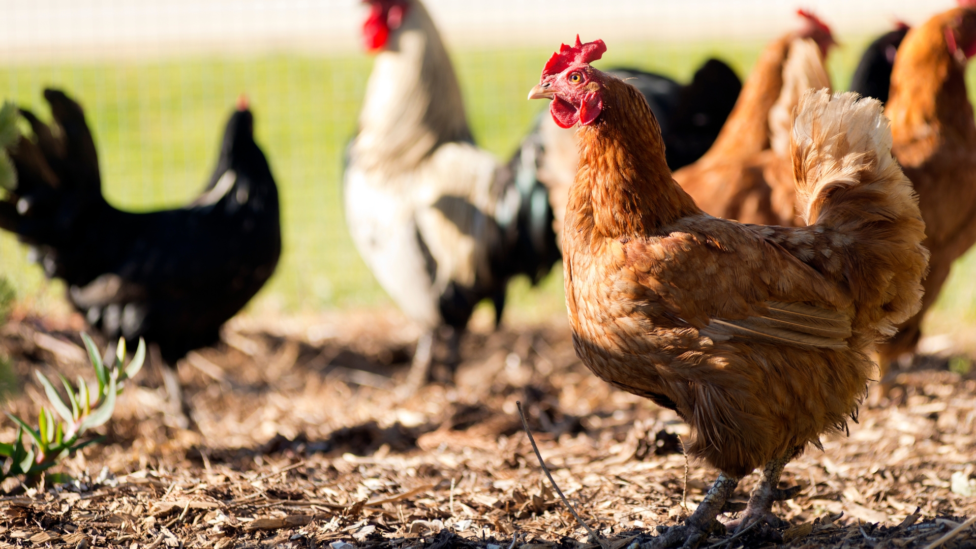 Free range chickens roam the yard on a small farm