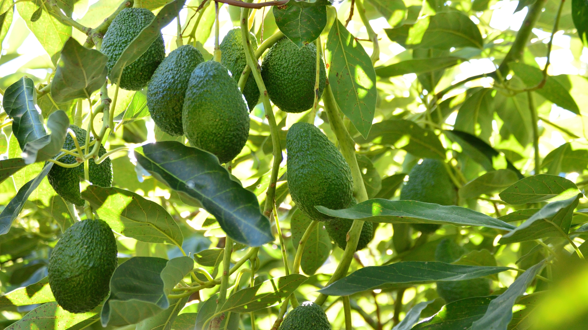 Natural avocados of Hass variety in an avocado tree