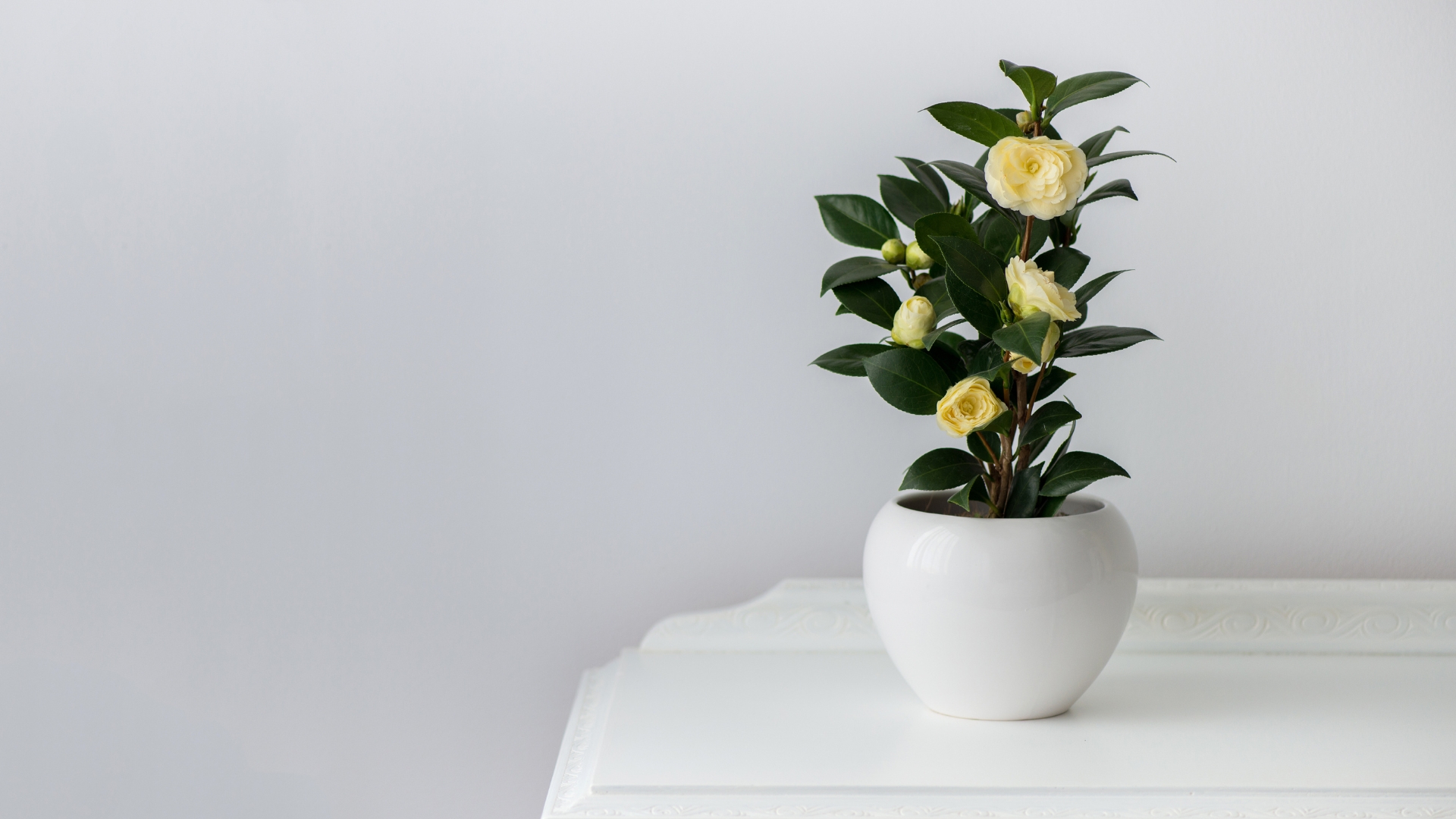 Flowering camellia in a white pot over an antique wooden cabinet - copy space