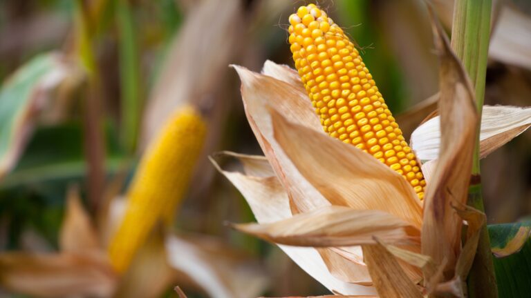 Two mature yellow cob of sweet corn on the field. Collect corn crop.