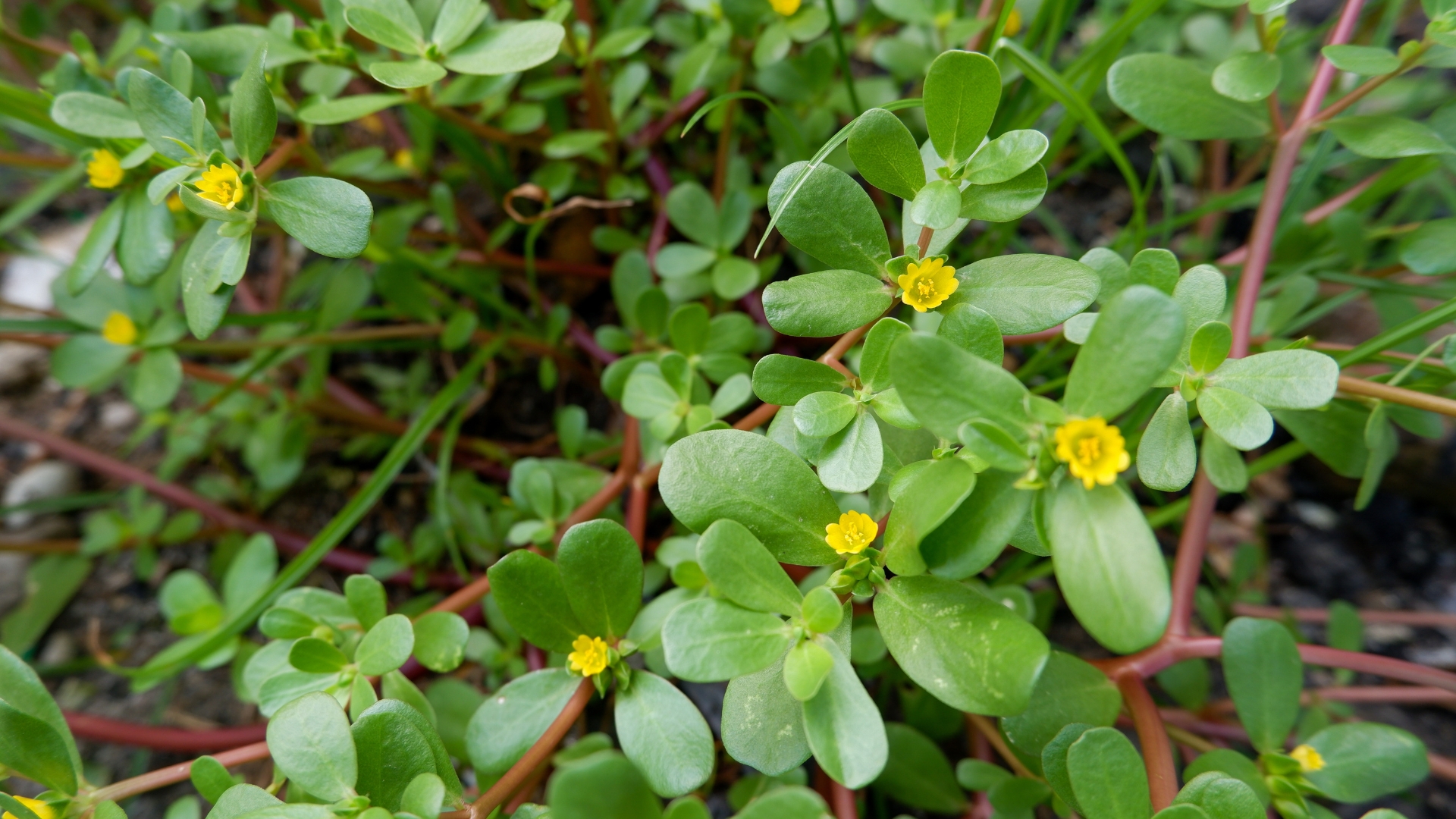 Portulaca oleracea, common purslane, also known as little hogweed, or pursley, krokot