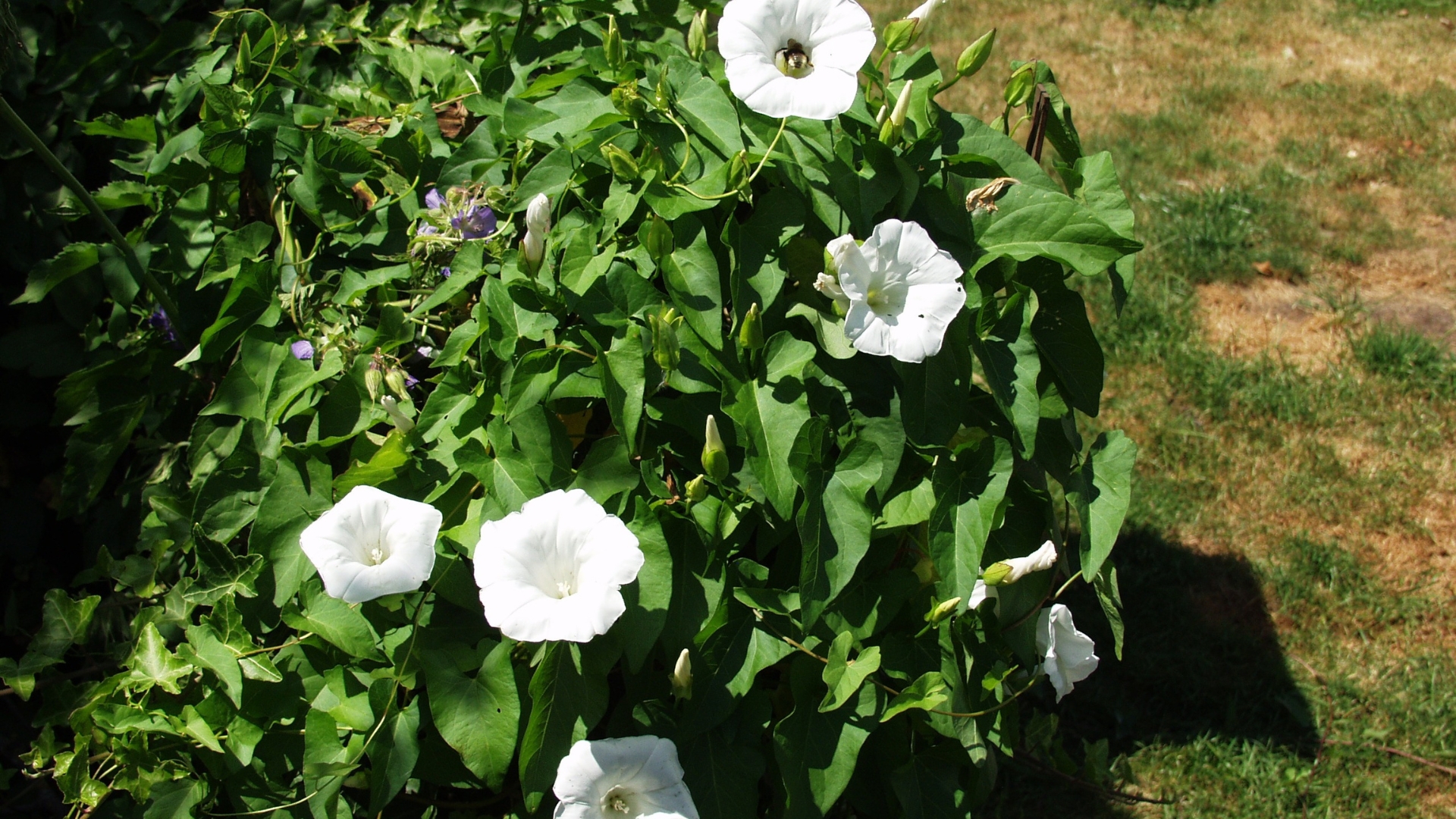 20 White Flowering Weeds You Might Find In Your Yard (And If You Need To Pull Them)