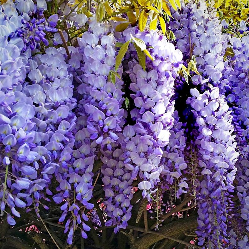 Wisteria