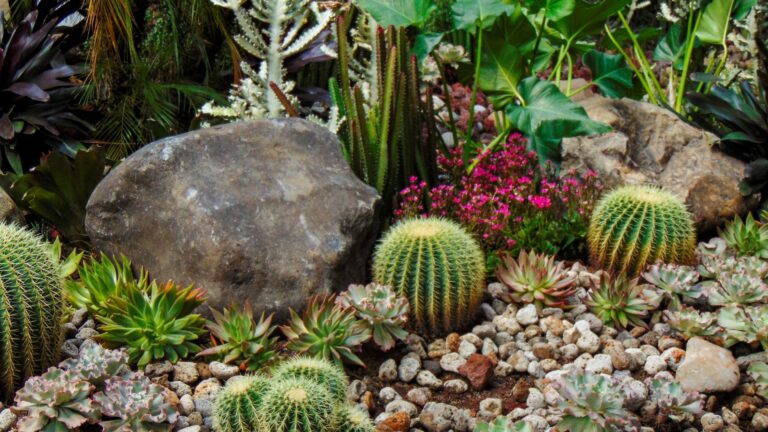 A beautiful view of xeriscaping design with a lot of succulents and cactus plants with various decorative rocks and pebbles.