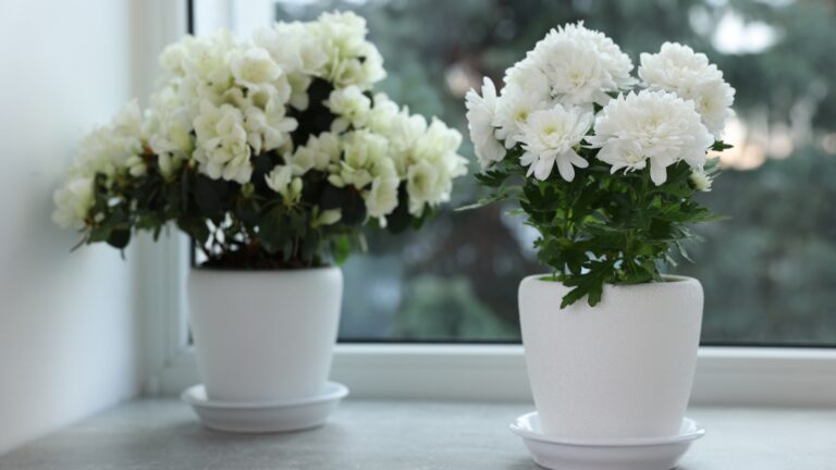 houseplant on a windowsill