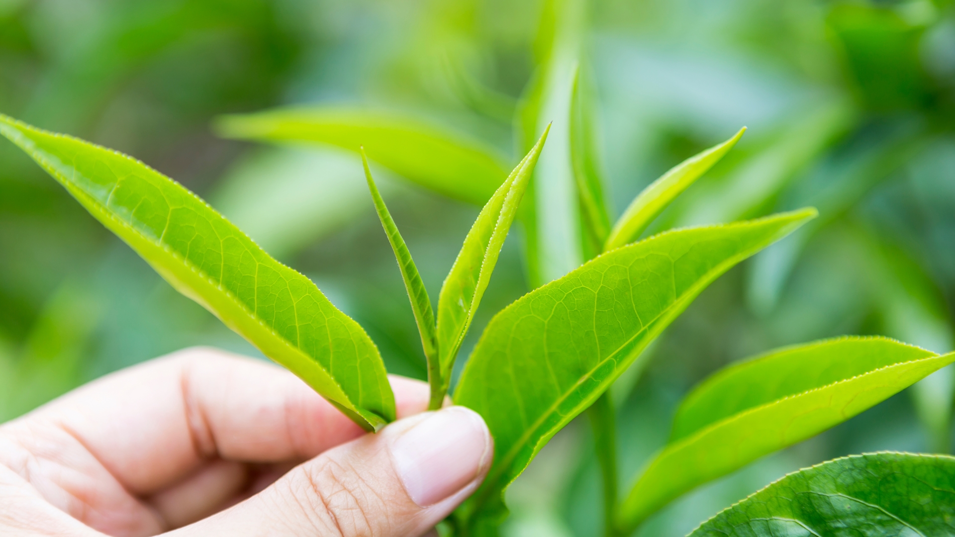 a hand holding a tea leaf