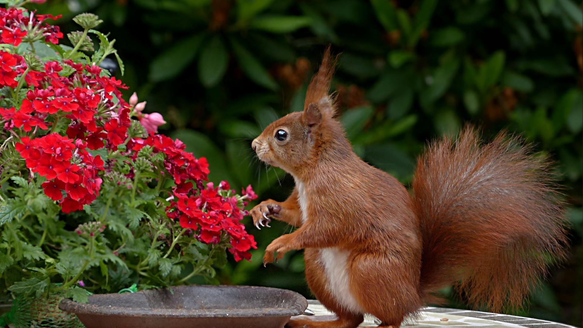 squirrel and a flower container