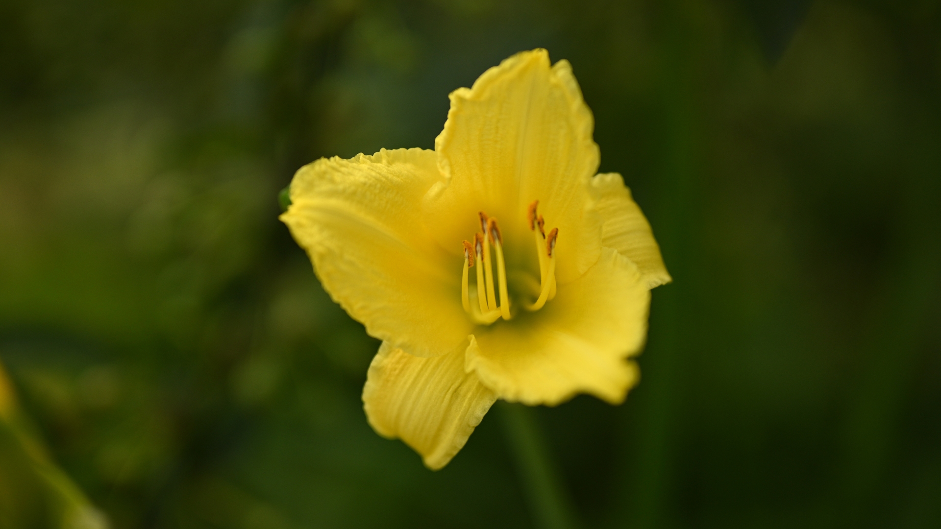 Single Yellow iris flower on green background