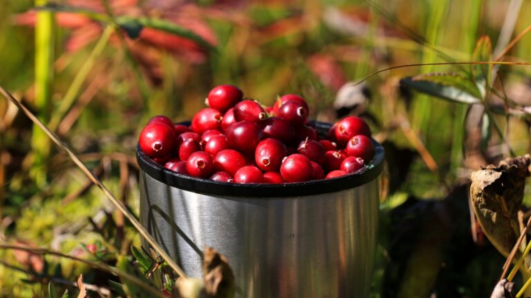 background cranberry red forest berry growing in the swamps
