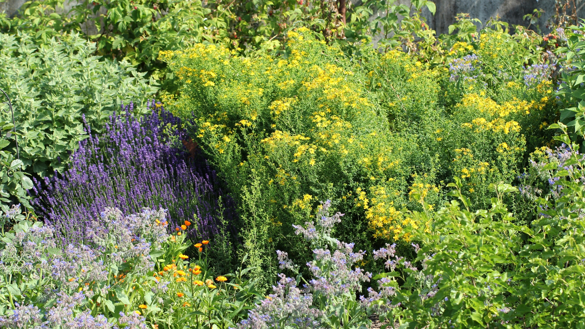 herb garden