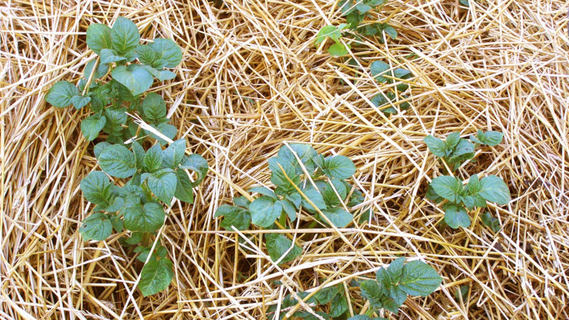 22 Genius Uses For Wheat Straw In Your Garden