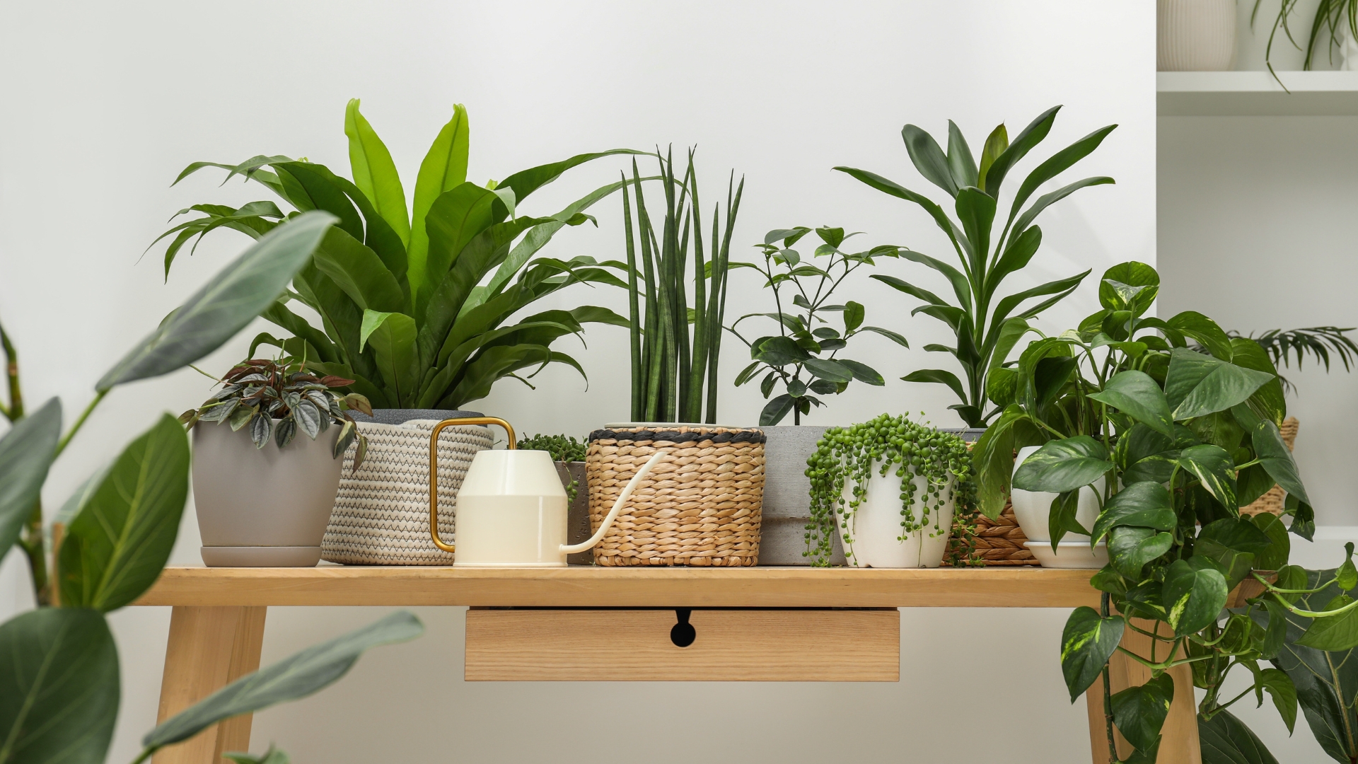 22 Places Indoors Where You Should Never Keep Plants – Two Are Quite Unexpected