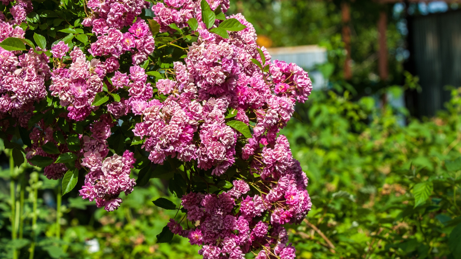 22 Secrets To Growing Perfect Hybrid Tea Roses In Your Garden