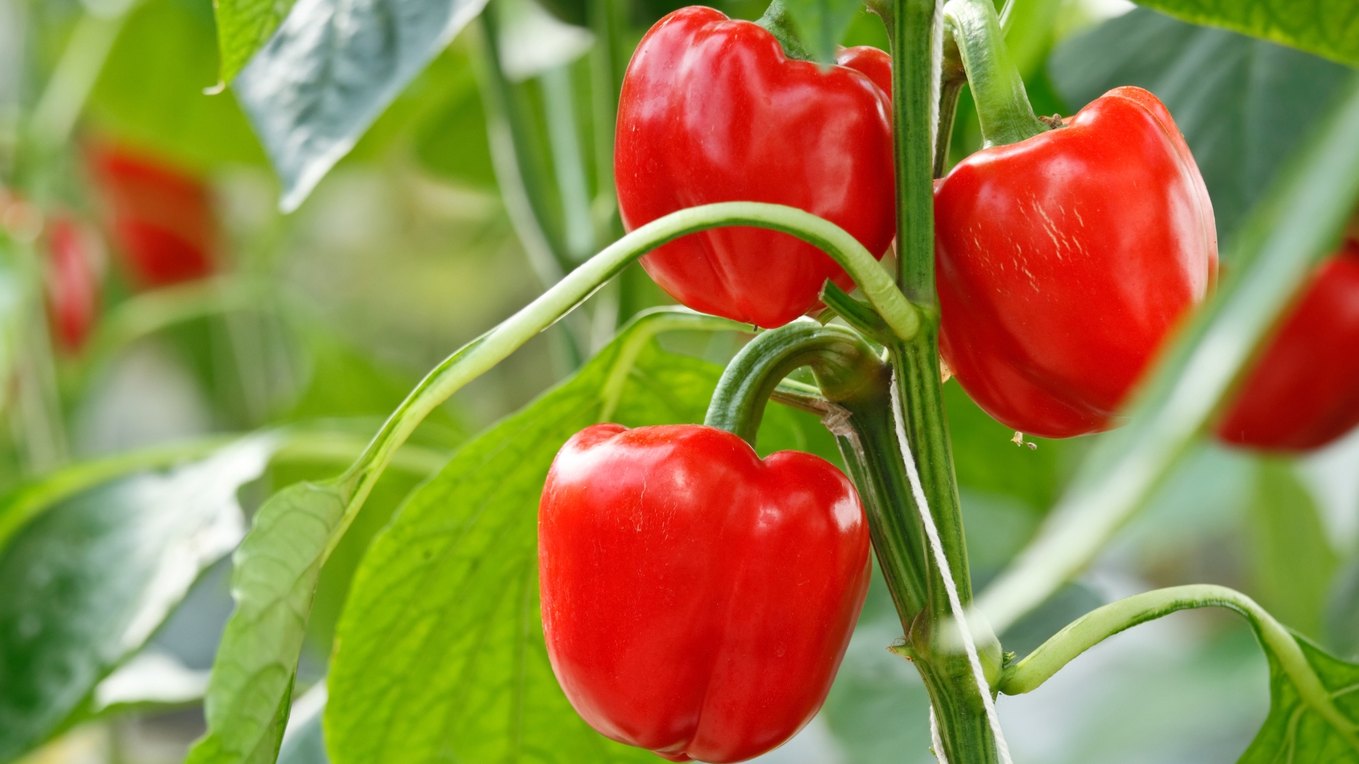 Red bell pepper on pepper growing tree