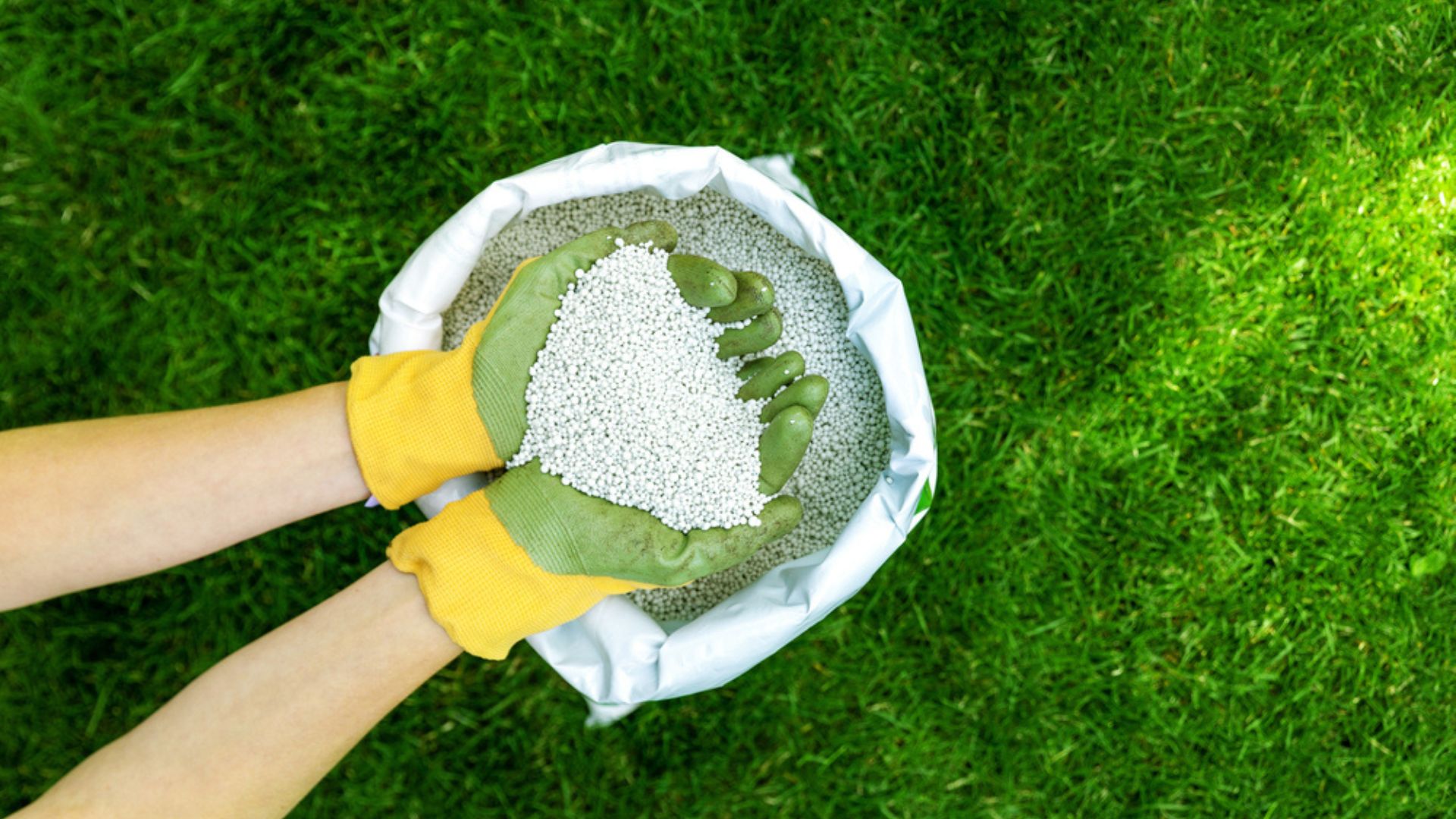 fertilizer in hands with gloves