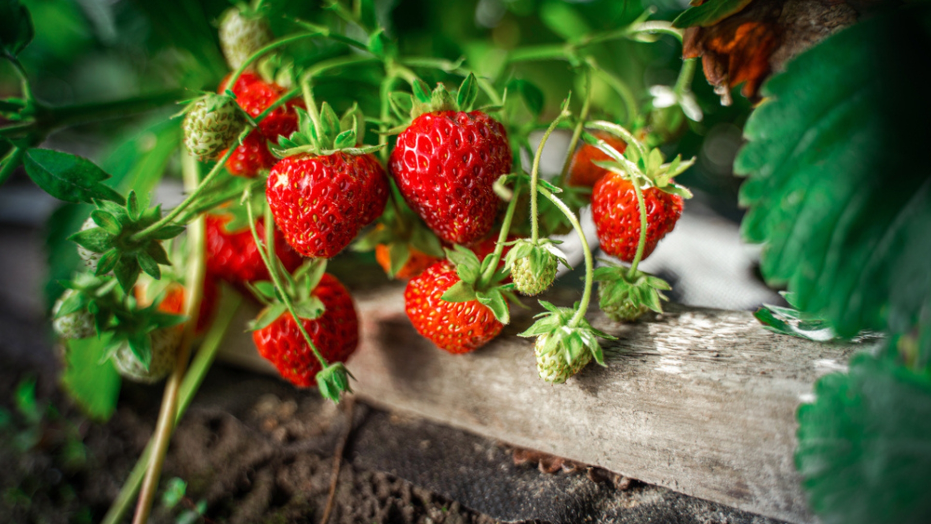 22 Tricks Everyone Should Know About Growing The Sweetest Strawberries