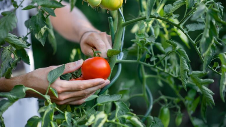 picking ripe homegrown tomato
