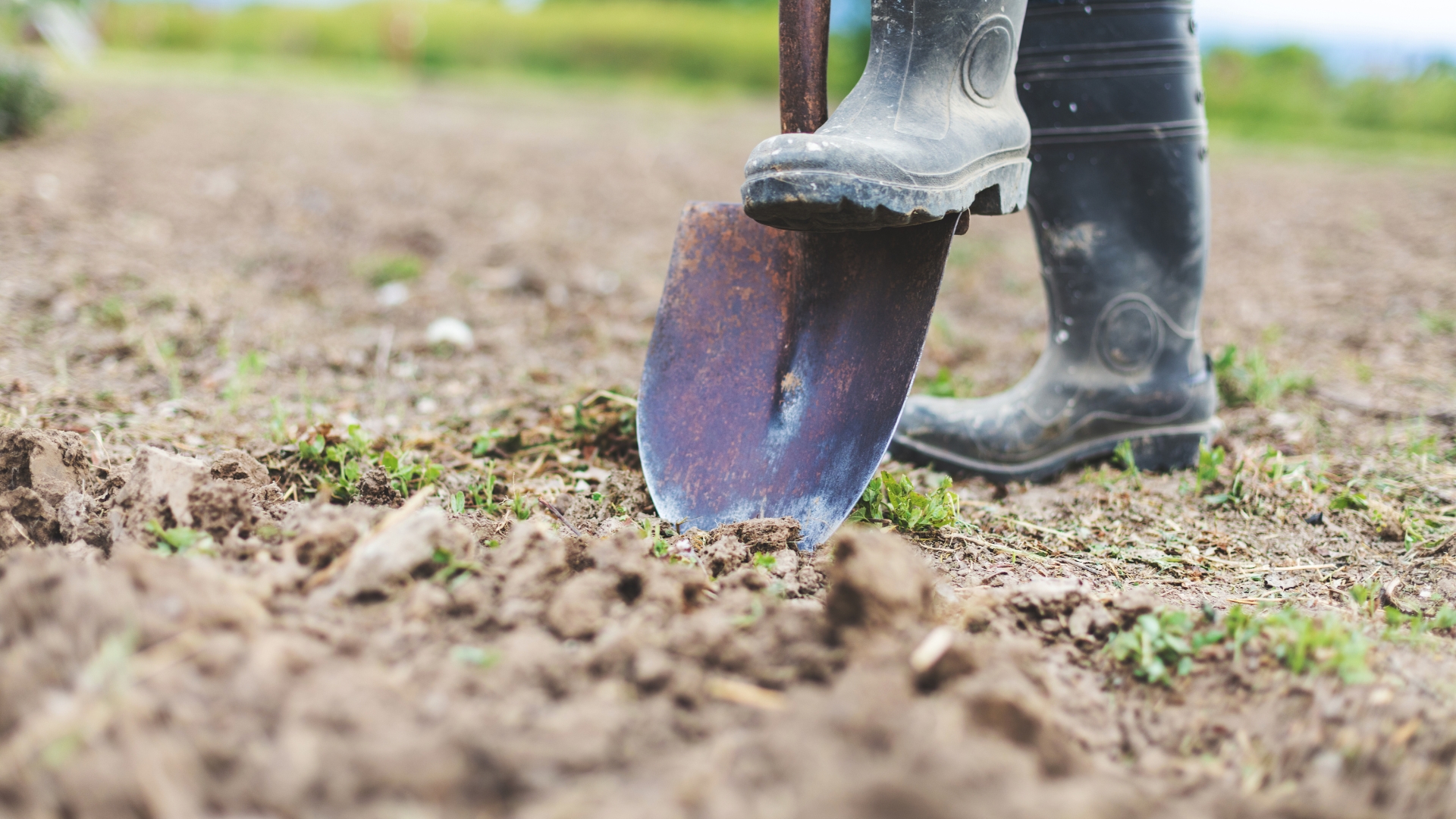 shovel on soil