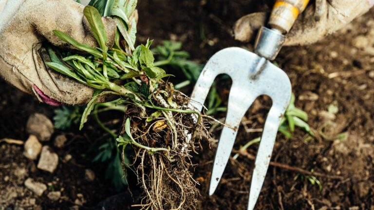 Woman removing weeds from her garden