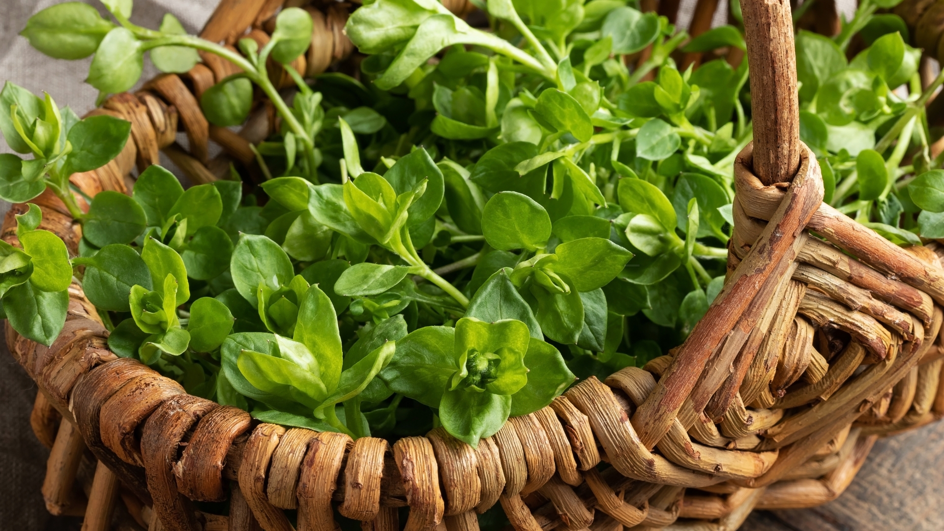 chickweed in a basket