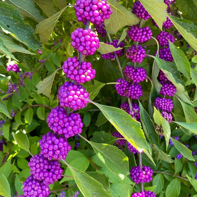 22. Beautyberry