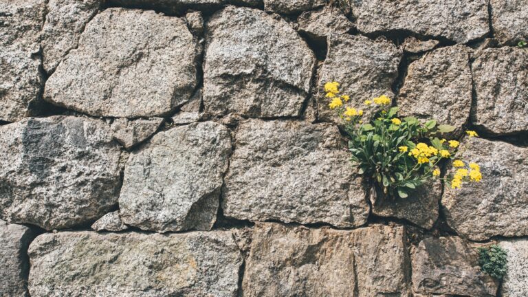 Yellow Flower on Gray Rock