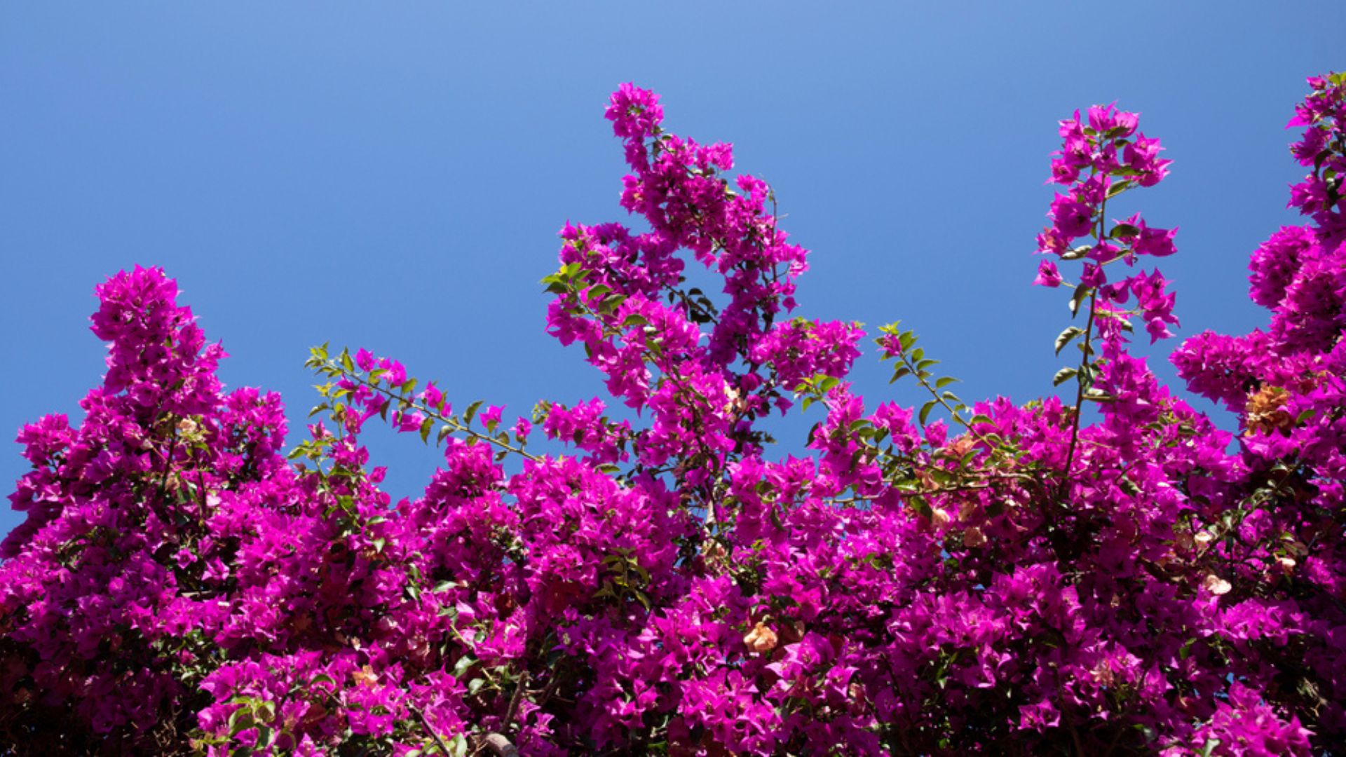 23 Flowers That Thrive In Hot Climates