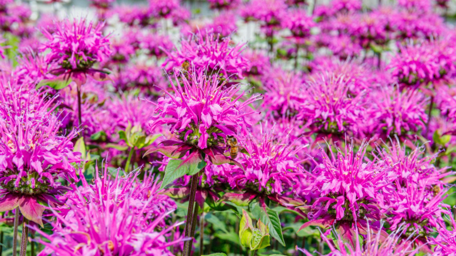 23 Genius Ways To Use Bergamot Flowers For A Thriving Garden