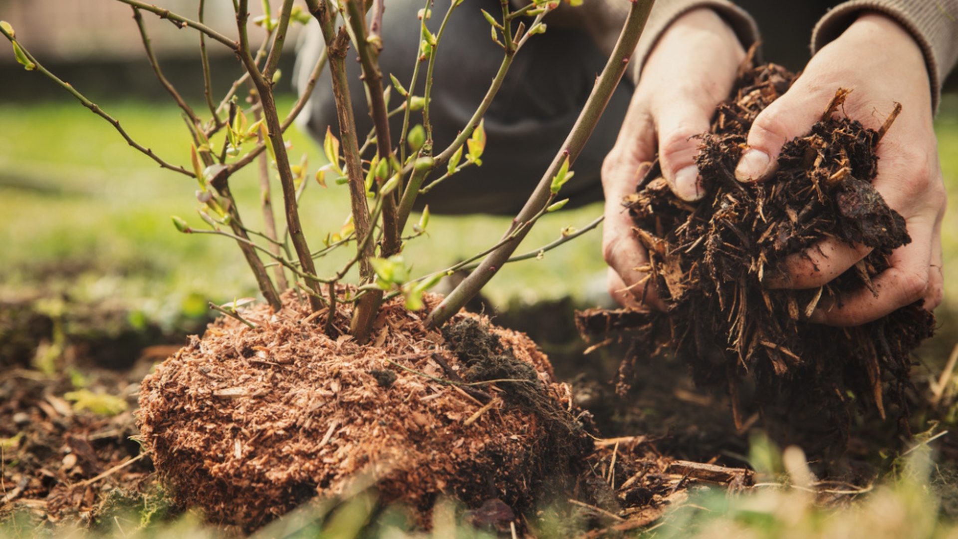 mulching around plant