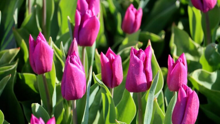 purple tulips