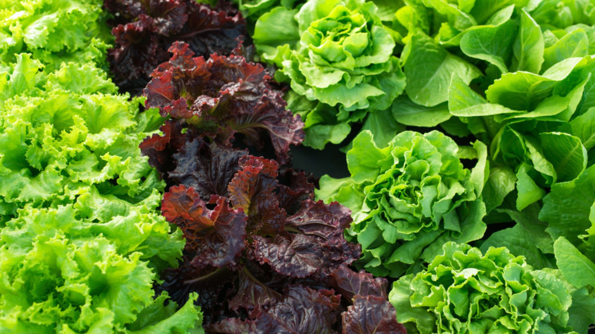 24 Best Types Of Lettuce To Grow In Your Garden