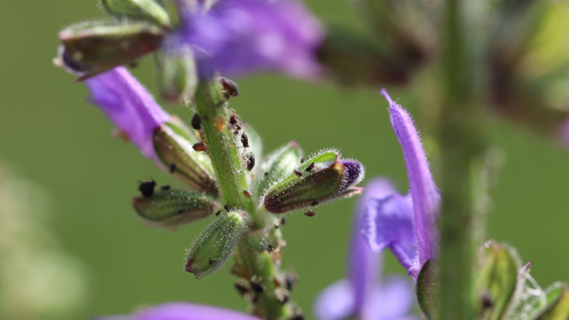 aphids on lavender