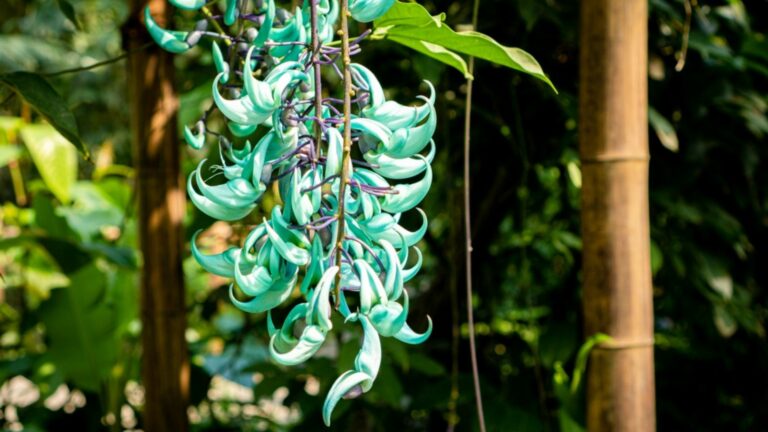 jade vine plant