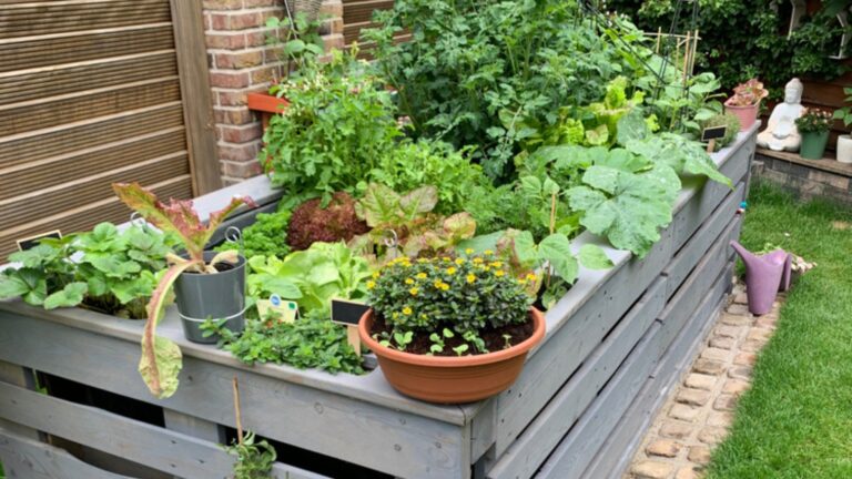 raised bed