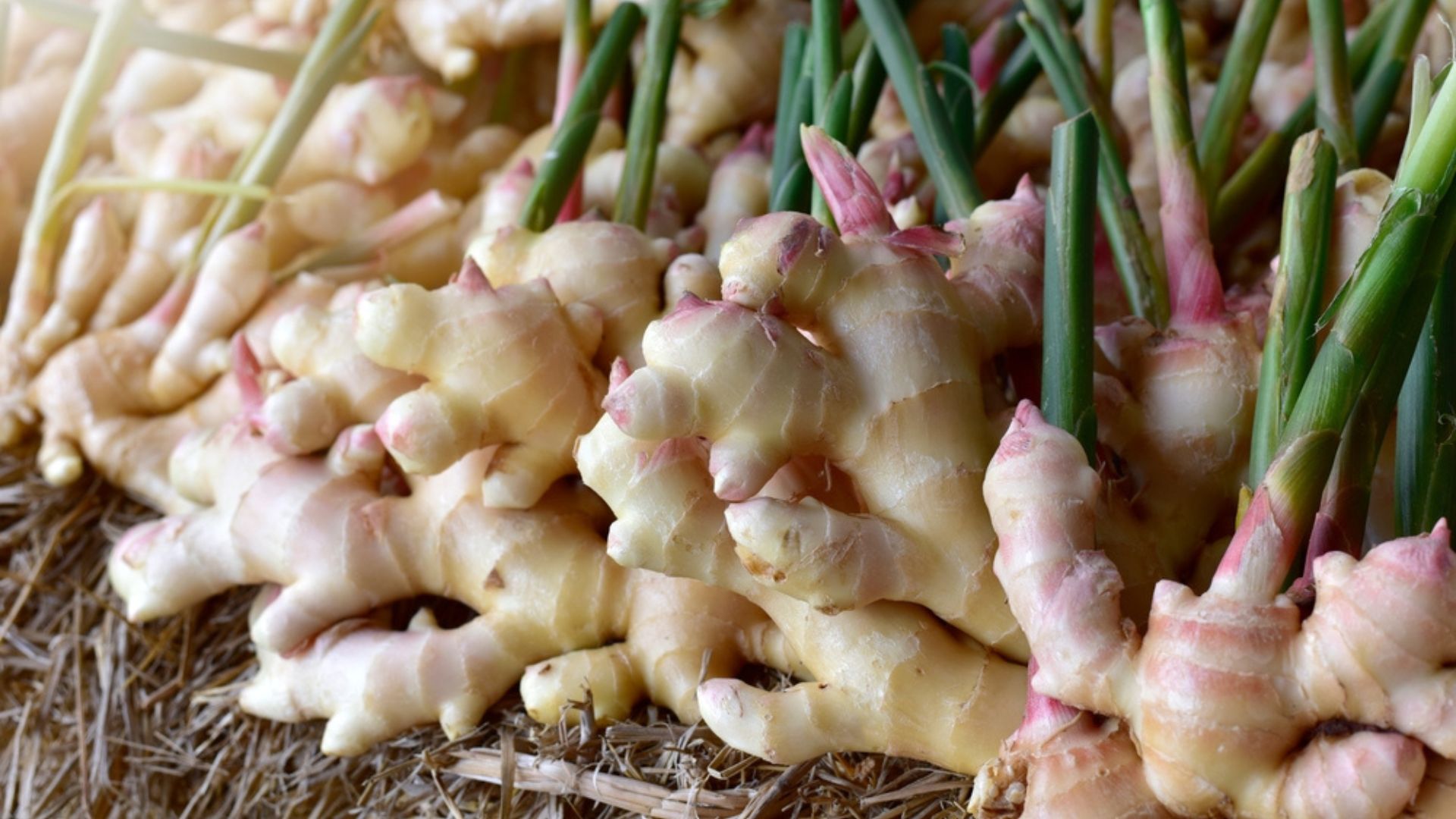 24 Secrets For Planting Ginger And How To Grow An Endless Supply At Home