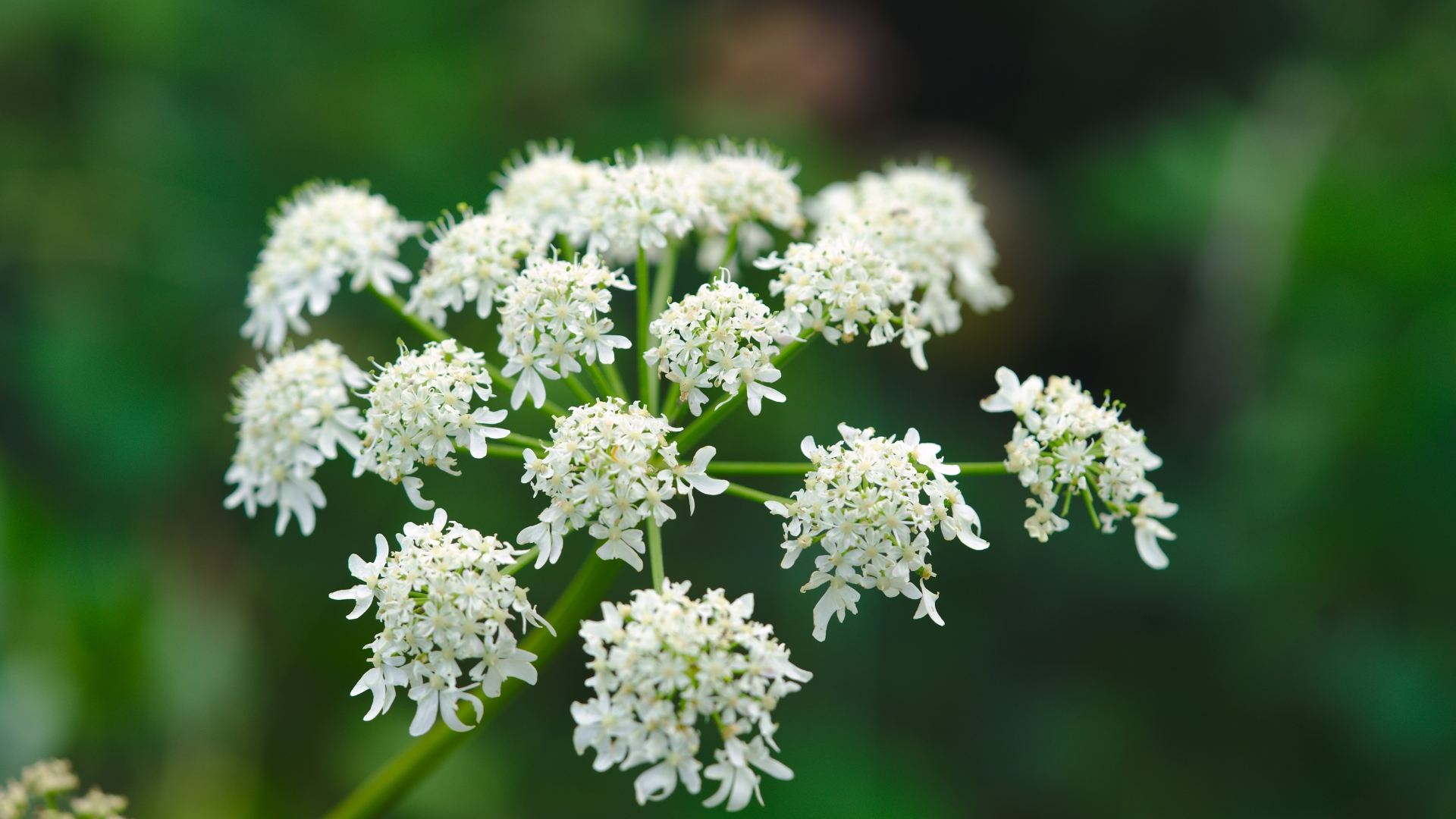 flower of unique angelica herb