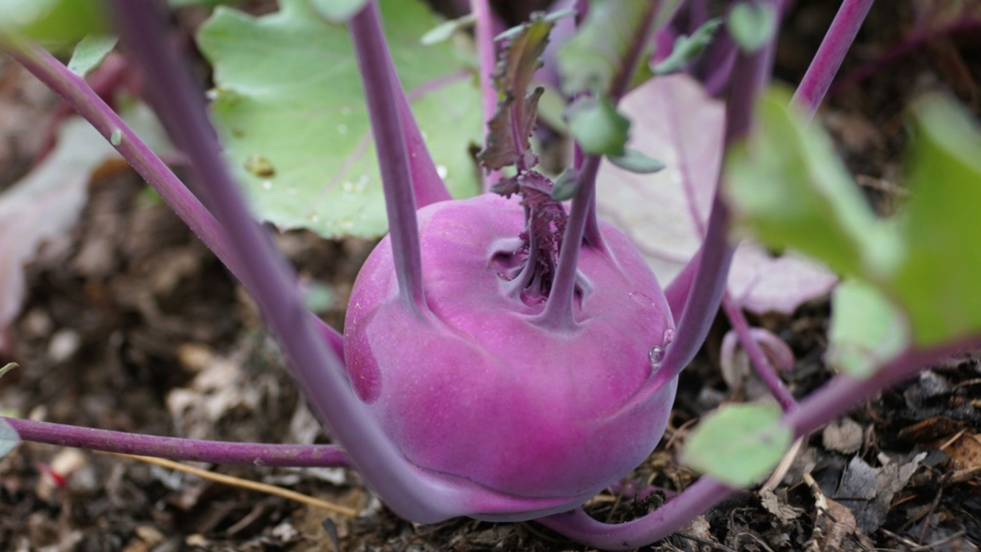 purple kohlrabi