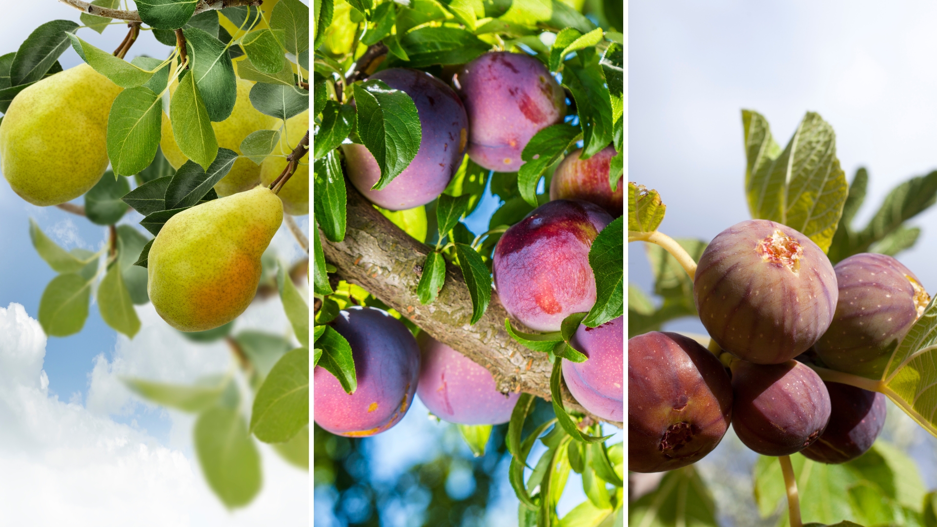 pear, plum, and fig tree