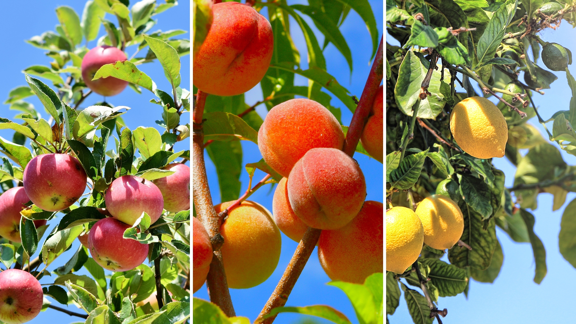 25 Best Fruit Trees For Small Yards And Limited Space