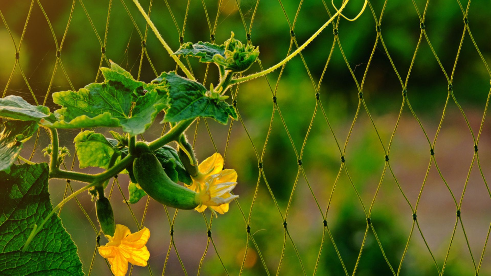 cucumber on trellis