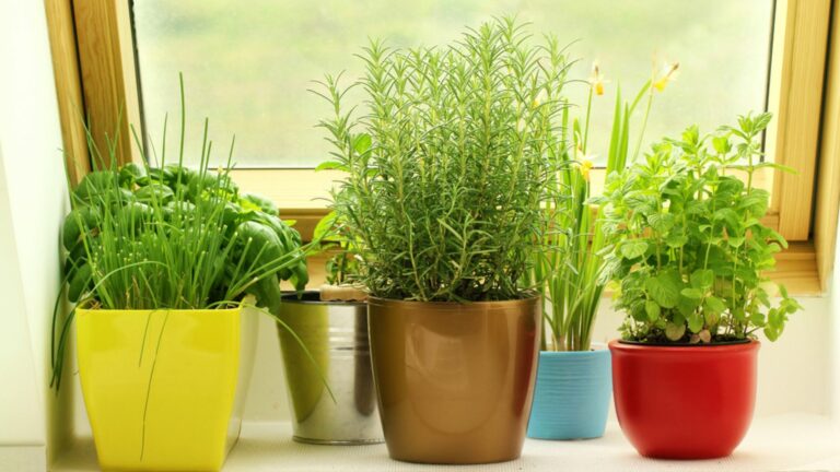 Window Sill Herb Garden
