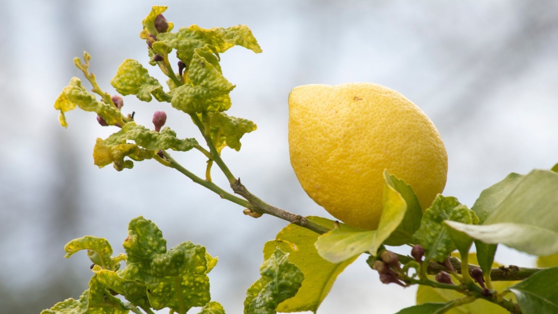 lemon tree curly leaf disease