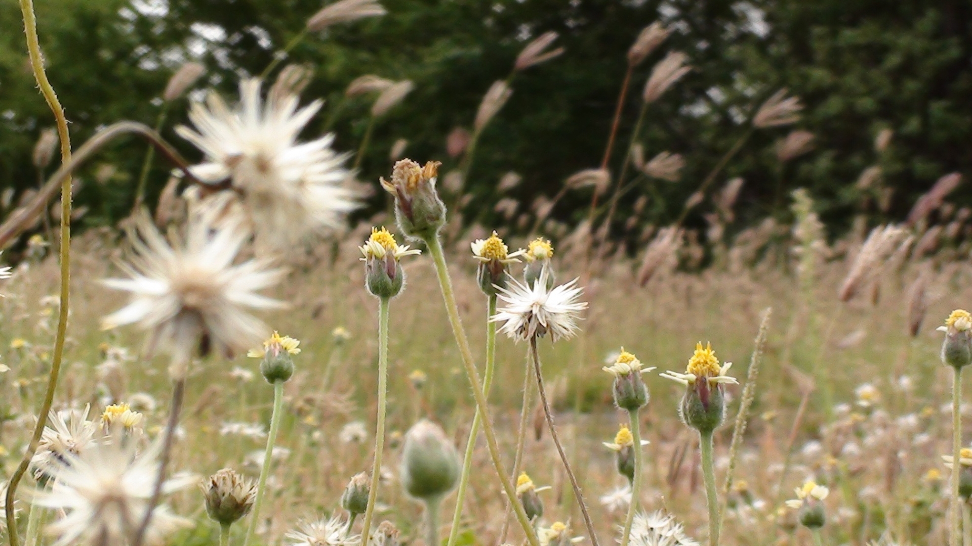 dandelions scattered across a green field, their bright yellow flowers standing out against the lush grass