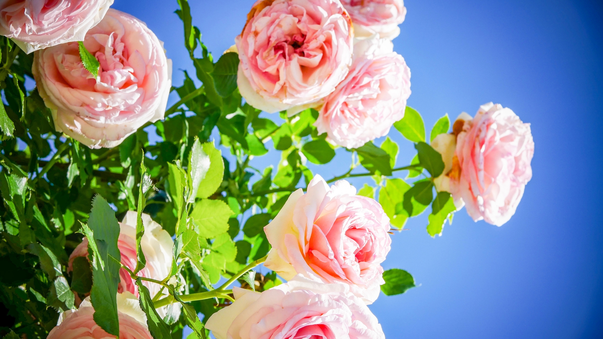 25 Flower Names And Their Meanings (Plus Some That Will Truly Surprise You)