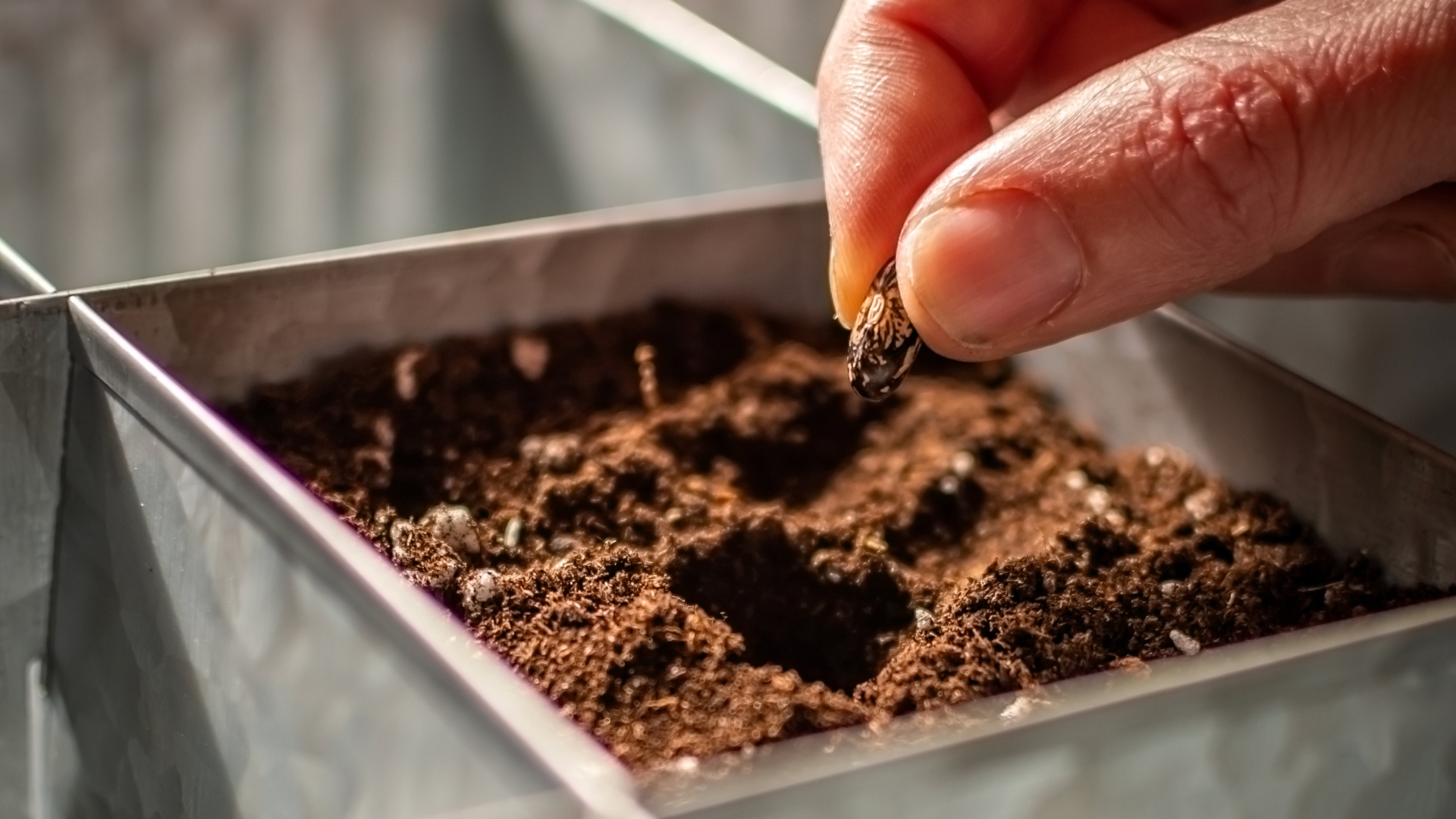 woman sowing seeds indoors