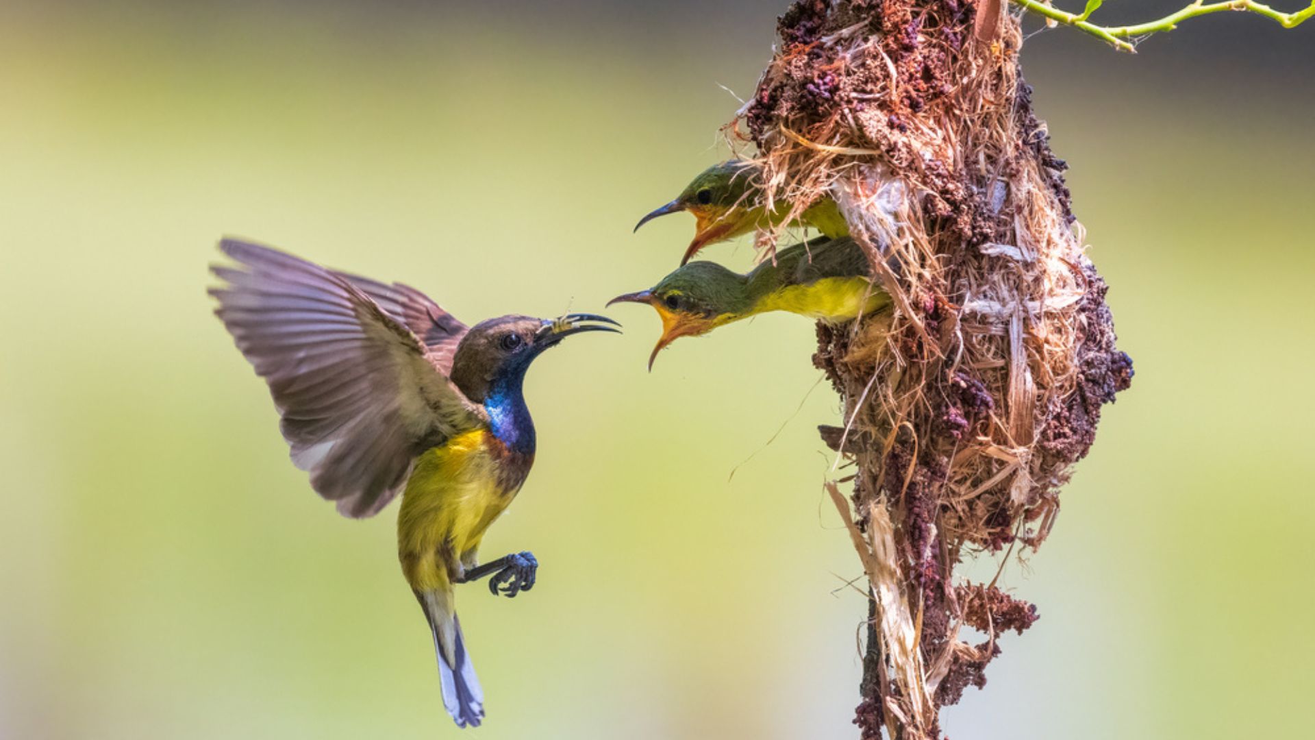 hummingbirds in nest