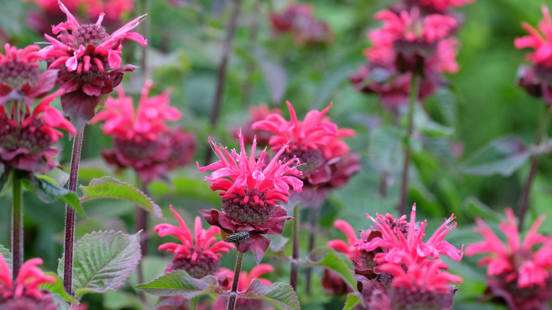 22 Plants You’ll Wish You Planted Sooner To Stop Weeds And Invite Pollinators