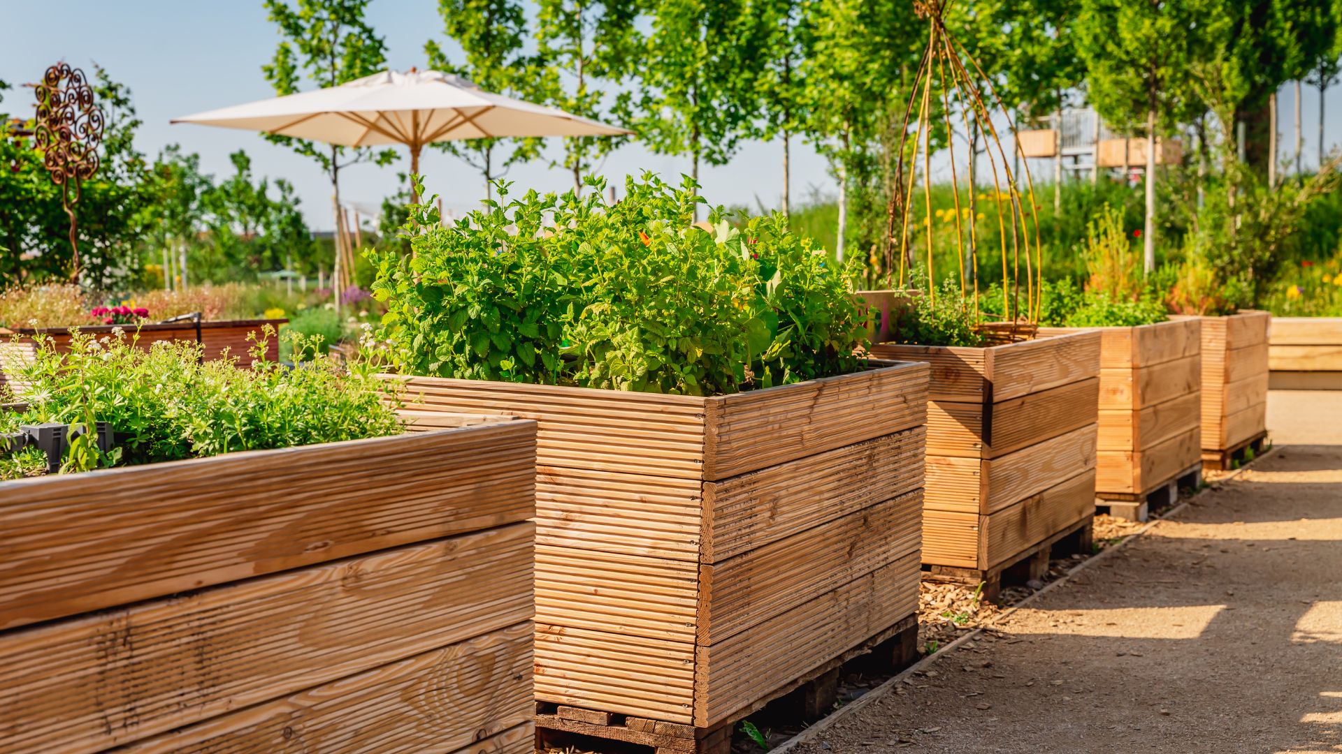 raised beds with veetables