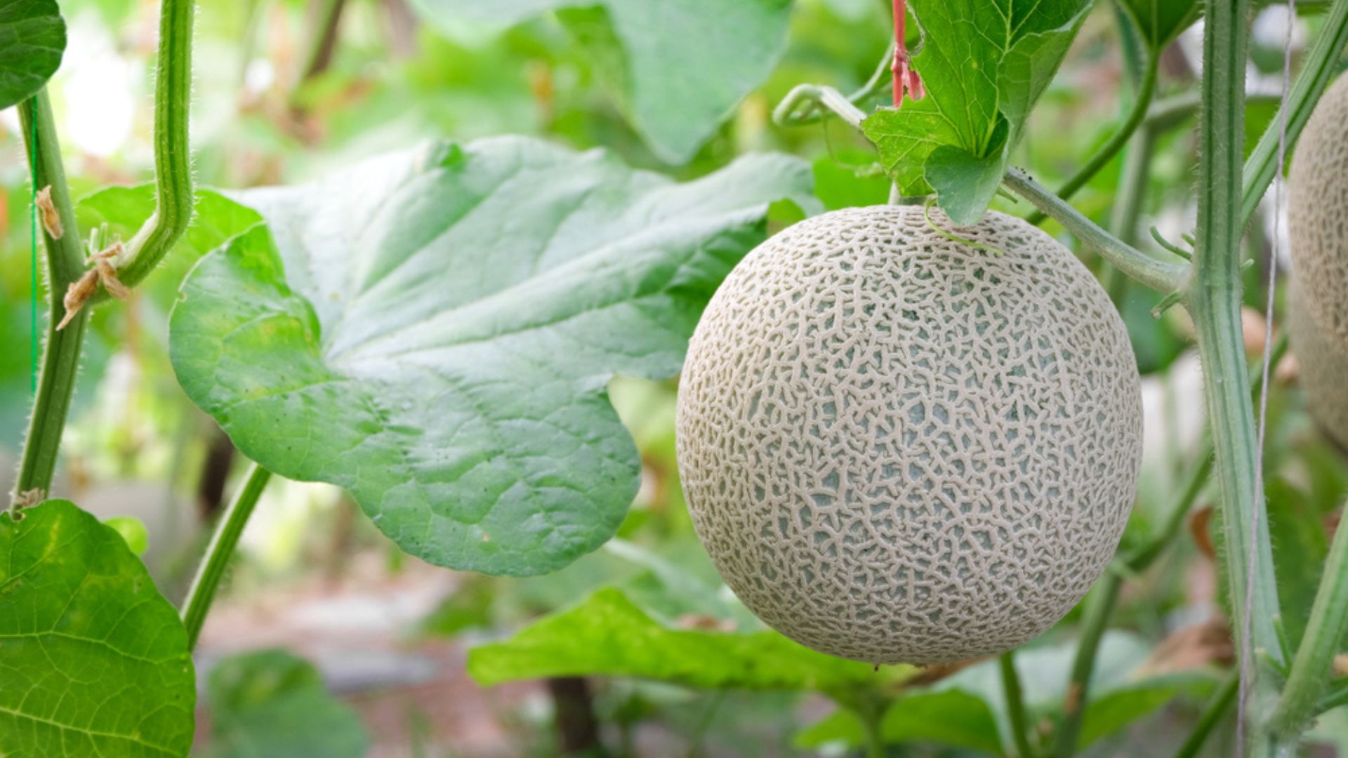 cantaloupe growing vertically