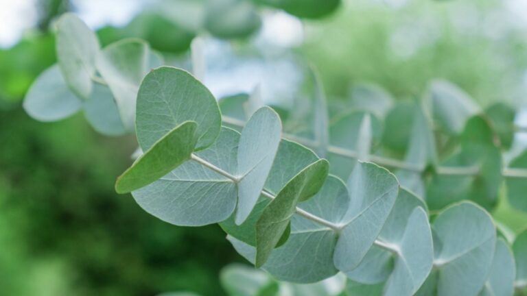 eucalyptus leaves